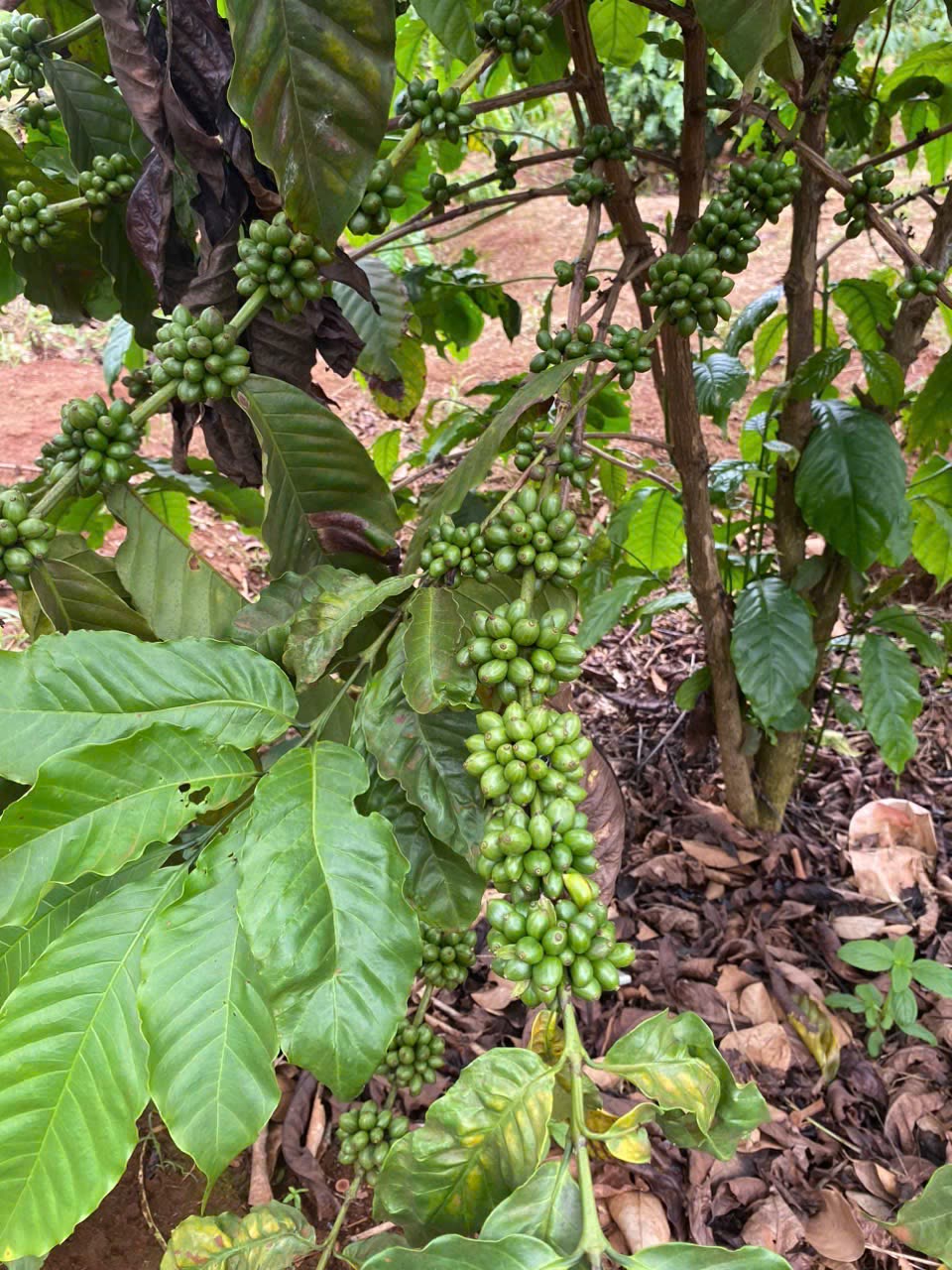 Green coffee cherries on the branch