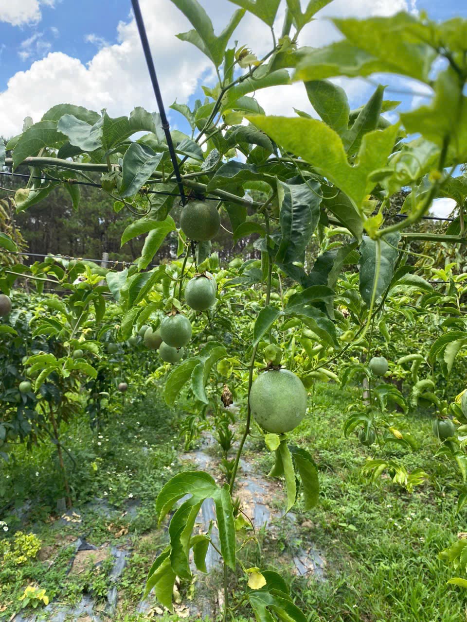 Passion fruit ripening on a trellis