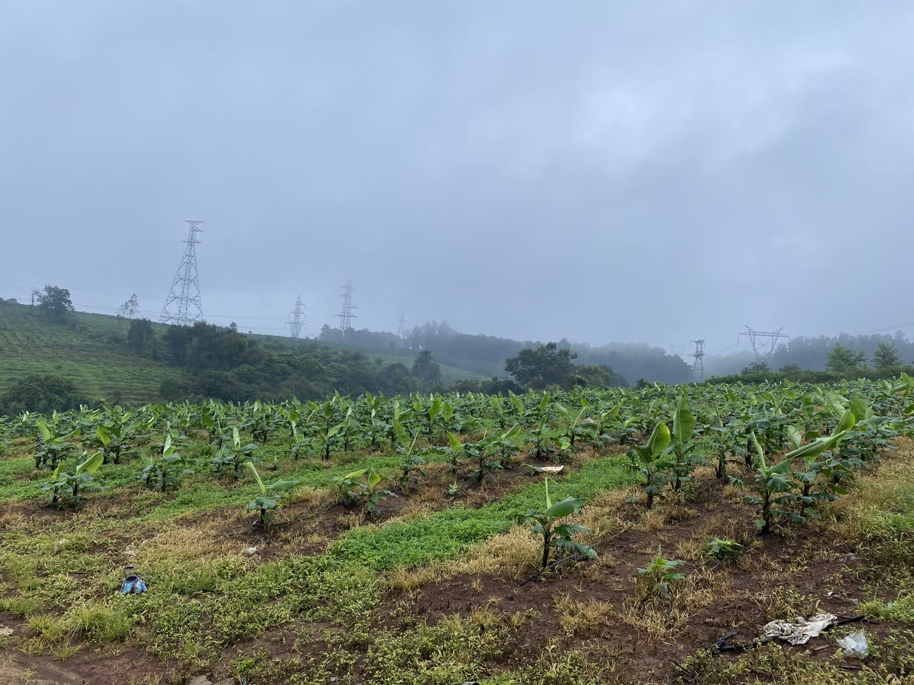 Farmland in morning mist