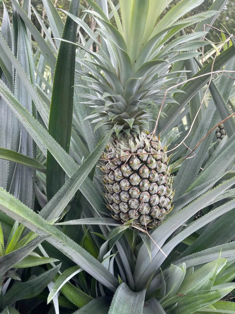 Pineapple ripening on the plant