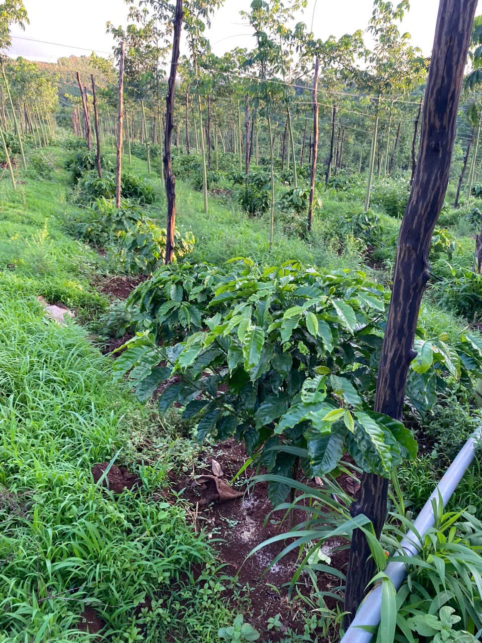 Young plants in rows on a cooperative farm